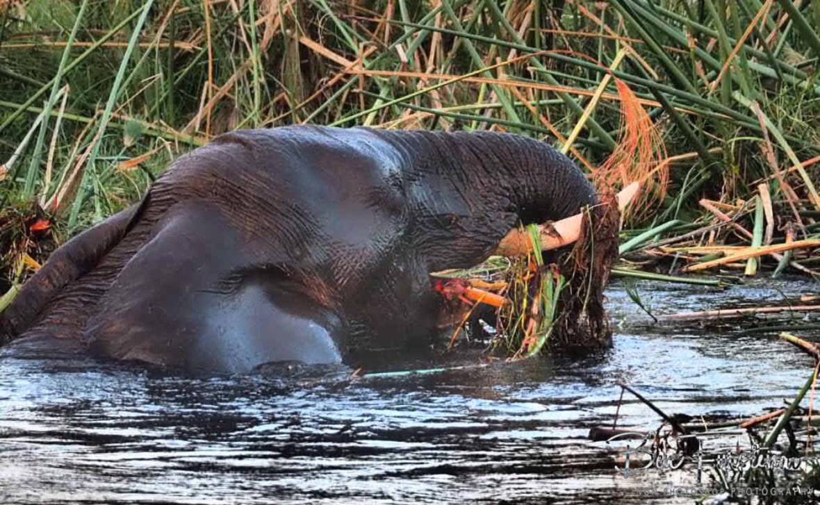 Yumm, yumm, Moremi National Park, Botswana 