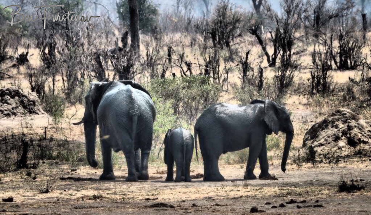 Relaxed walk in to the bush, Khaudum National Park, Namibia