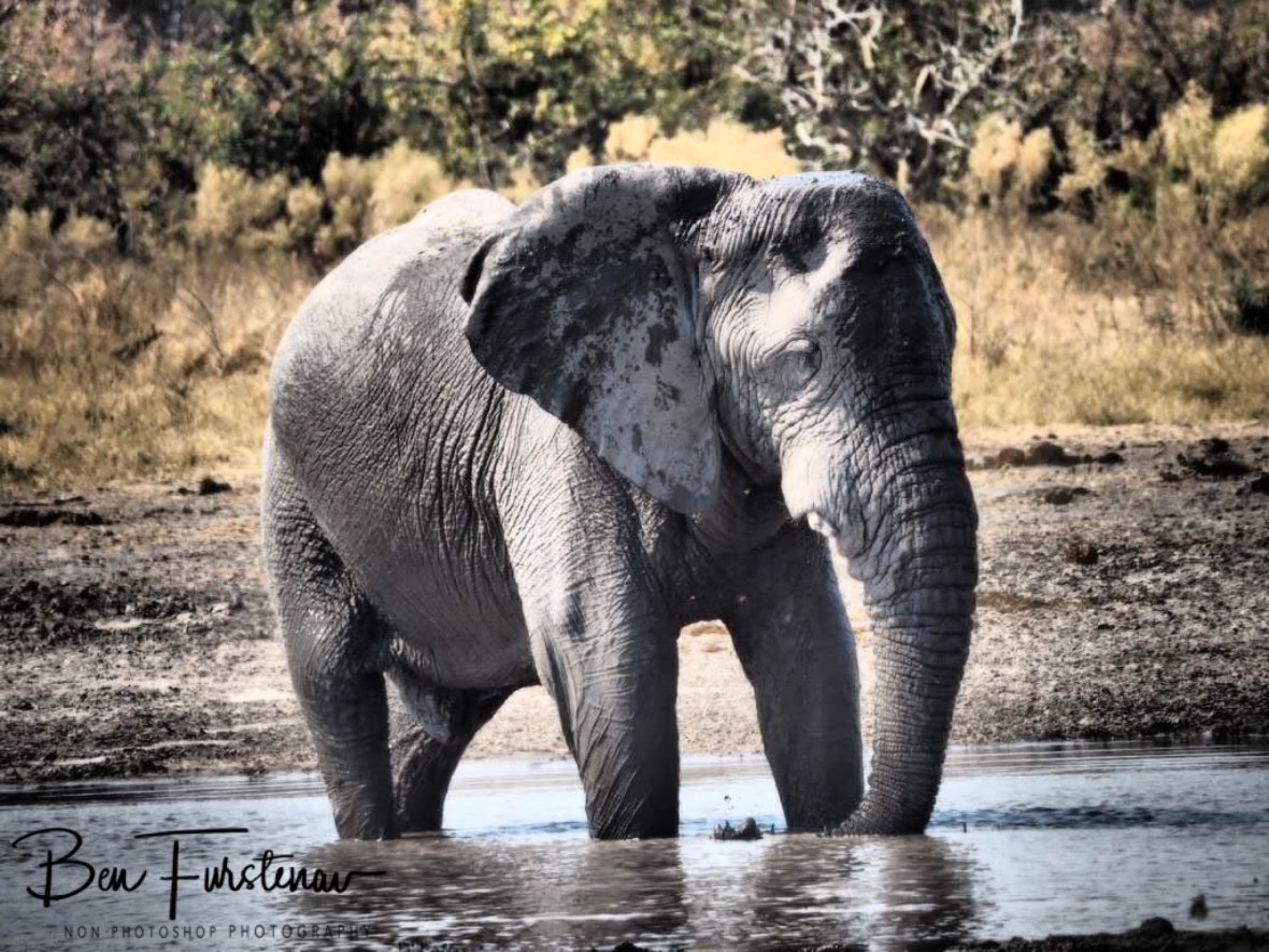 Lovesick?, Moremi National Park, Botswana 
