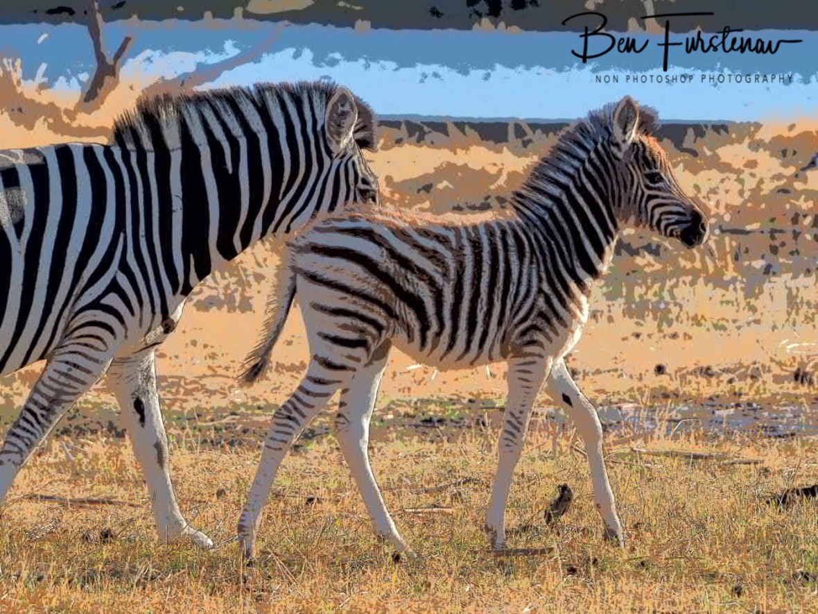 Fluffy fowl in mom’s protection, Makgadikgadi National Park, Botswana