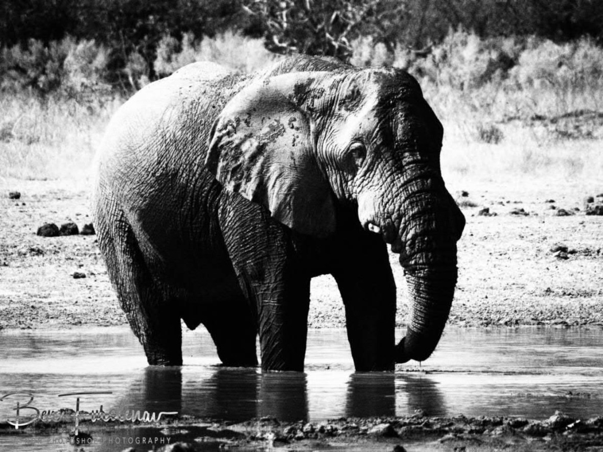 I just wanted to give him a big hug to cheer him up, Moremi National Park, Botswana 