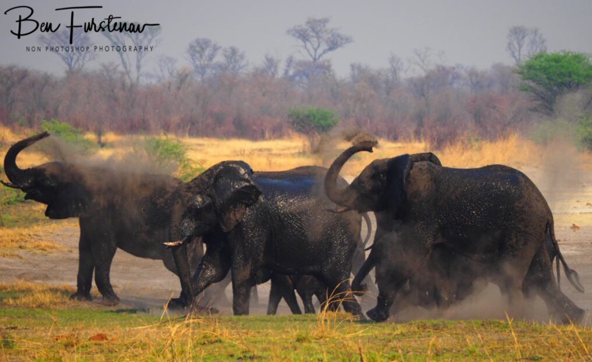 Nothing like a dust shower, Khaudum National Park, Namibia