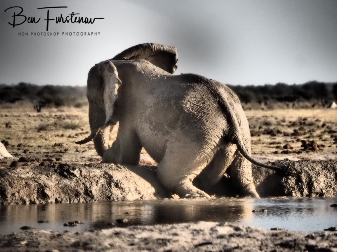 I have to, I don’t want to, Nxai National Park, Botswana