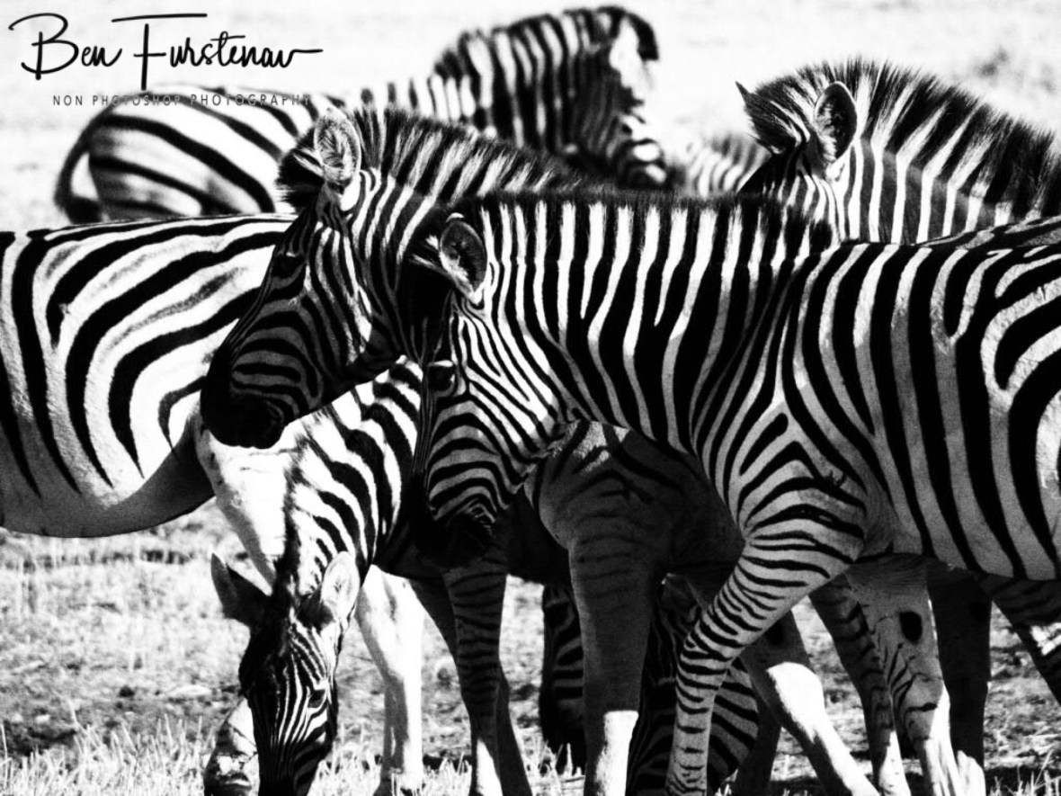 Confusing hunters, Makgadikgadi National Park, Botswana