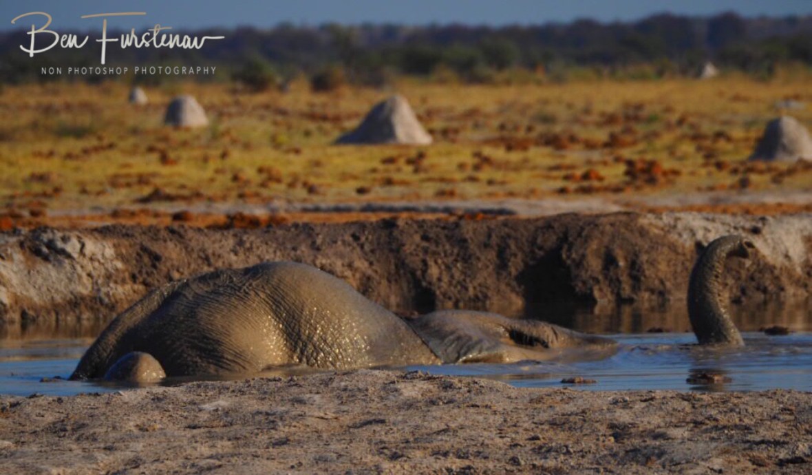 Submarine, Nxai National Park, Botswana