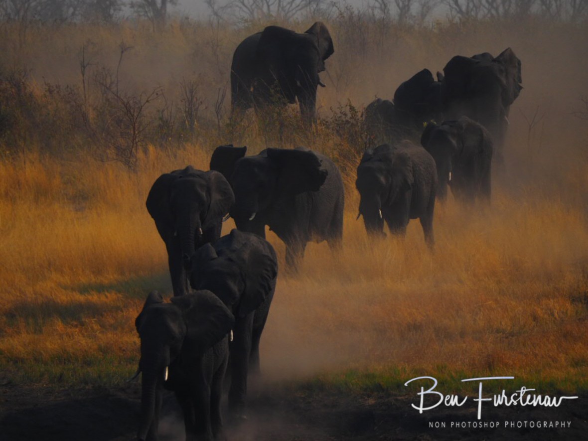 A herd off elephants running from the bush, Khaudum National Park, Namibia