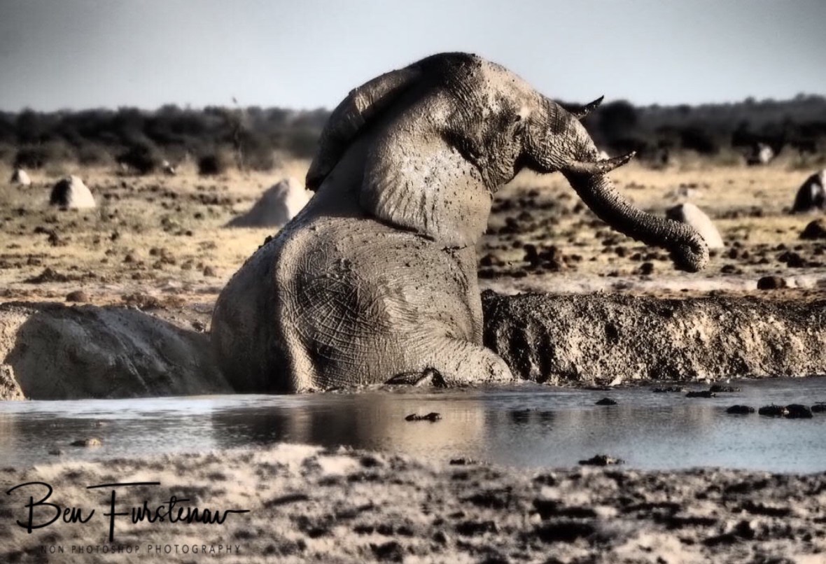 It’s not fair, Nxai National Park, Botswana