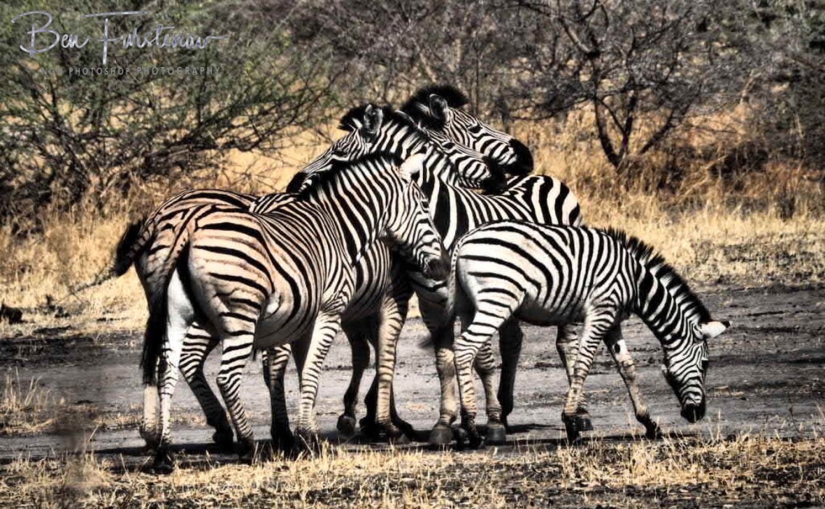 Mingle and mix, Moremi National Park, Botswana