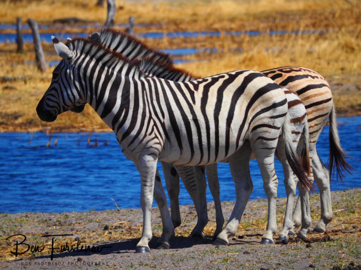 3-D zebra, Makgadikgadi National Park, Botswana 