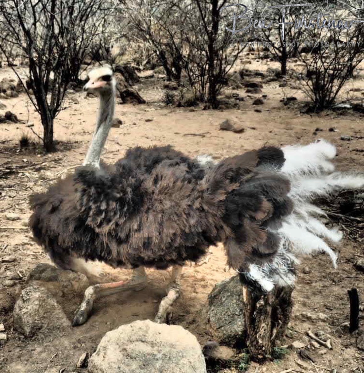 Oppi Koppi welcome dance, Kamanjab, Namibia
