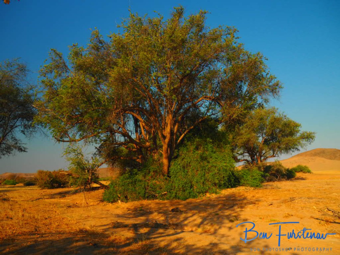 Water beneath the surface supports an unexpected garden Eden, Damaraland, Namibia