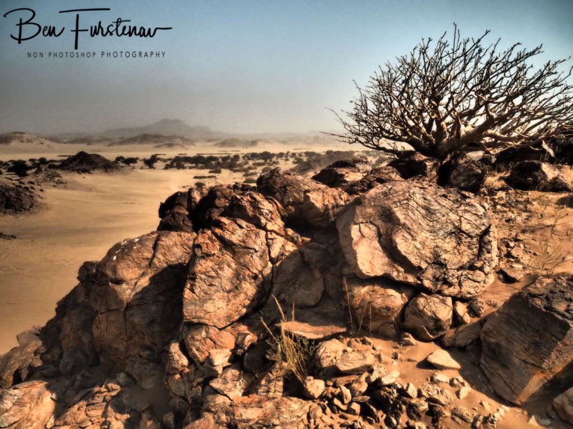 Plants grow where they can, Damaraland, Namibia