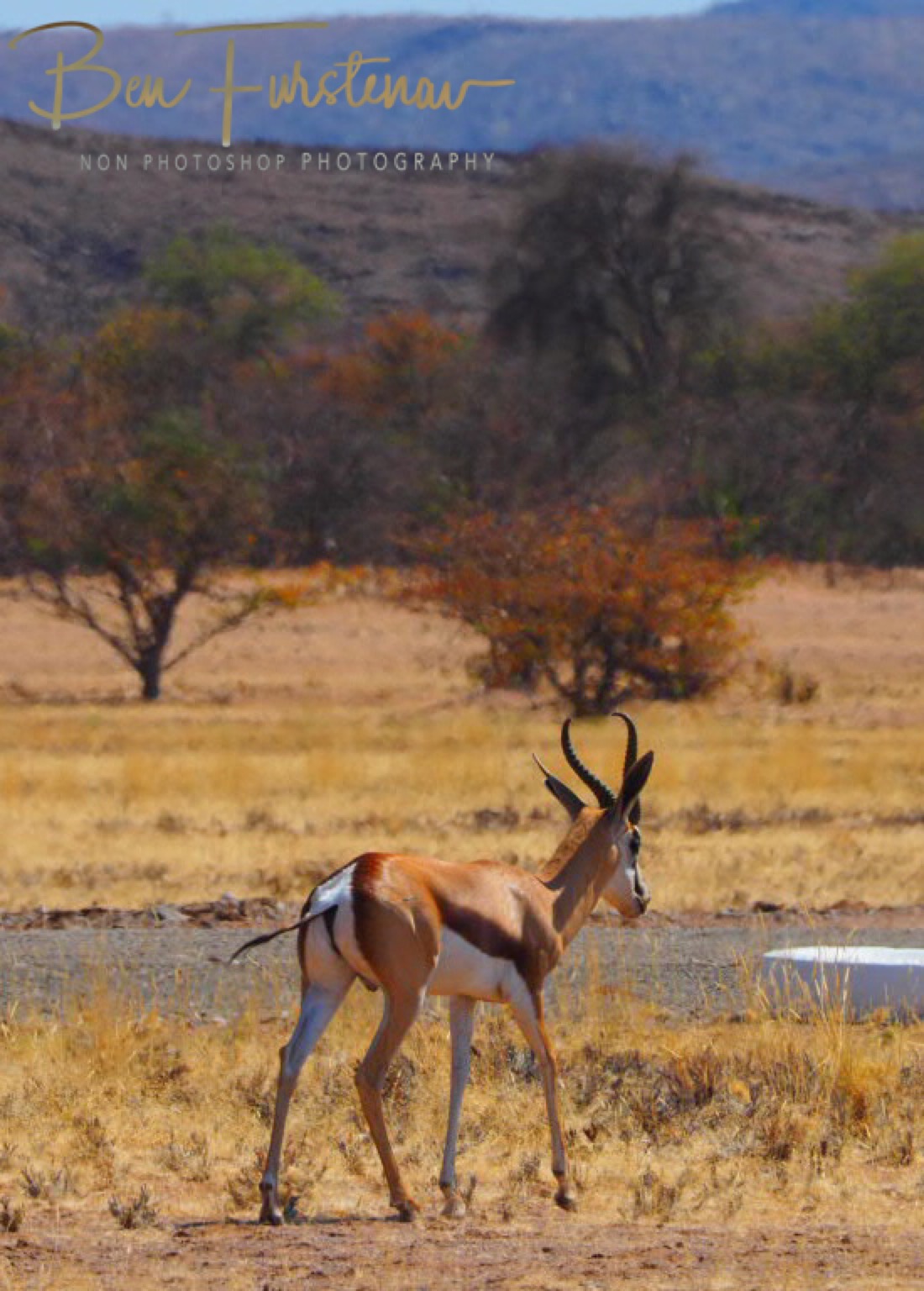 Springbok heading to airstrip, Brandberg Mountains, Namibia