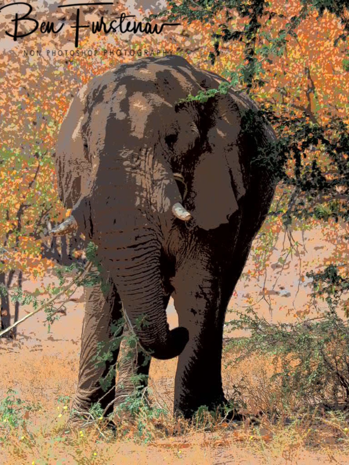 Last view on my favourite gentle giants, Damaraland, Namibia