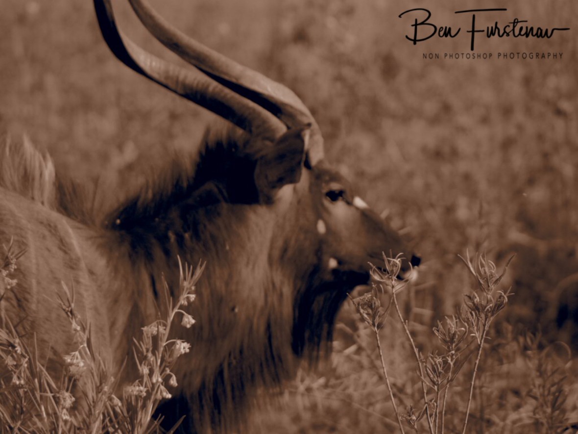 Inala in Sepia, Sophienhof, Outjo, Namibia