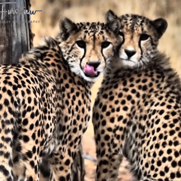 Too cute, Sophienhof, Outjo, Namibia