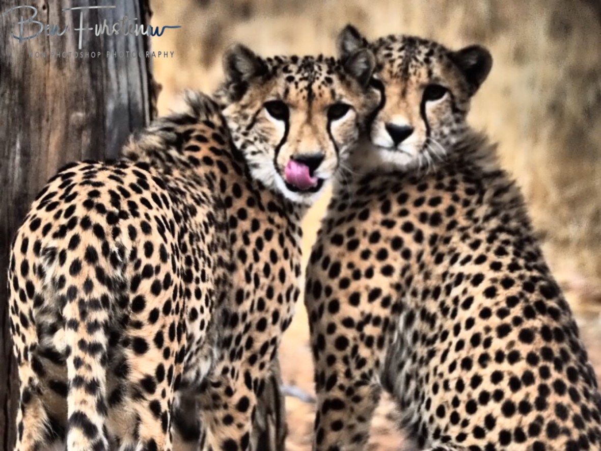 Too cute, Sophienhof, Outjo, Namibia