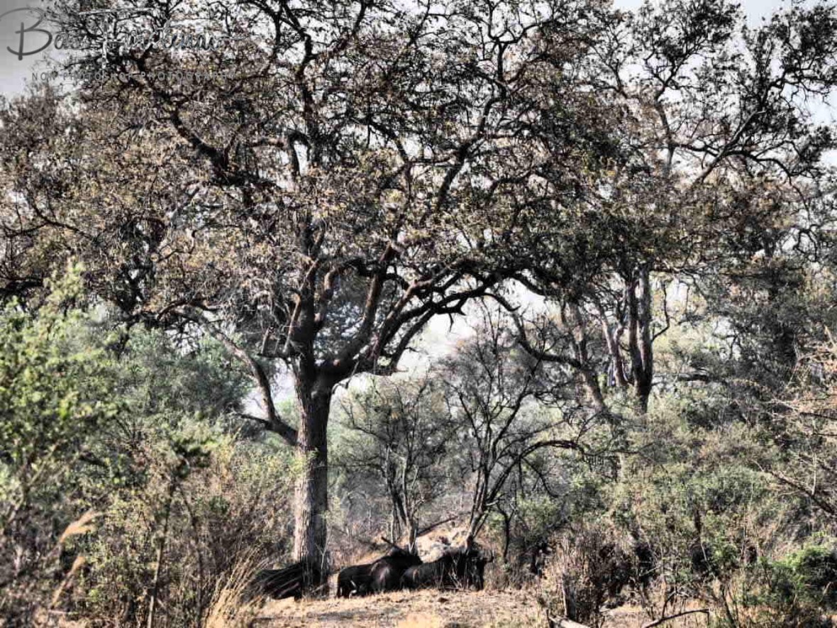 A herd off wilderbeast at exactly the same spot the lion kings laid yesterday, Khaudum National Park, Namibia