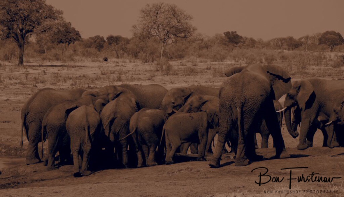 Elephants squeeze around the water well, Khaudum National Park, Namibia