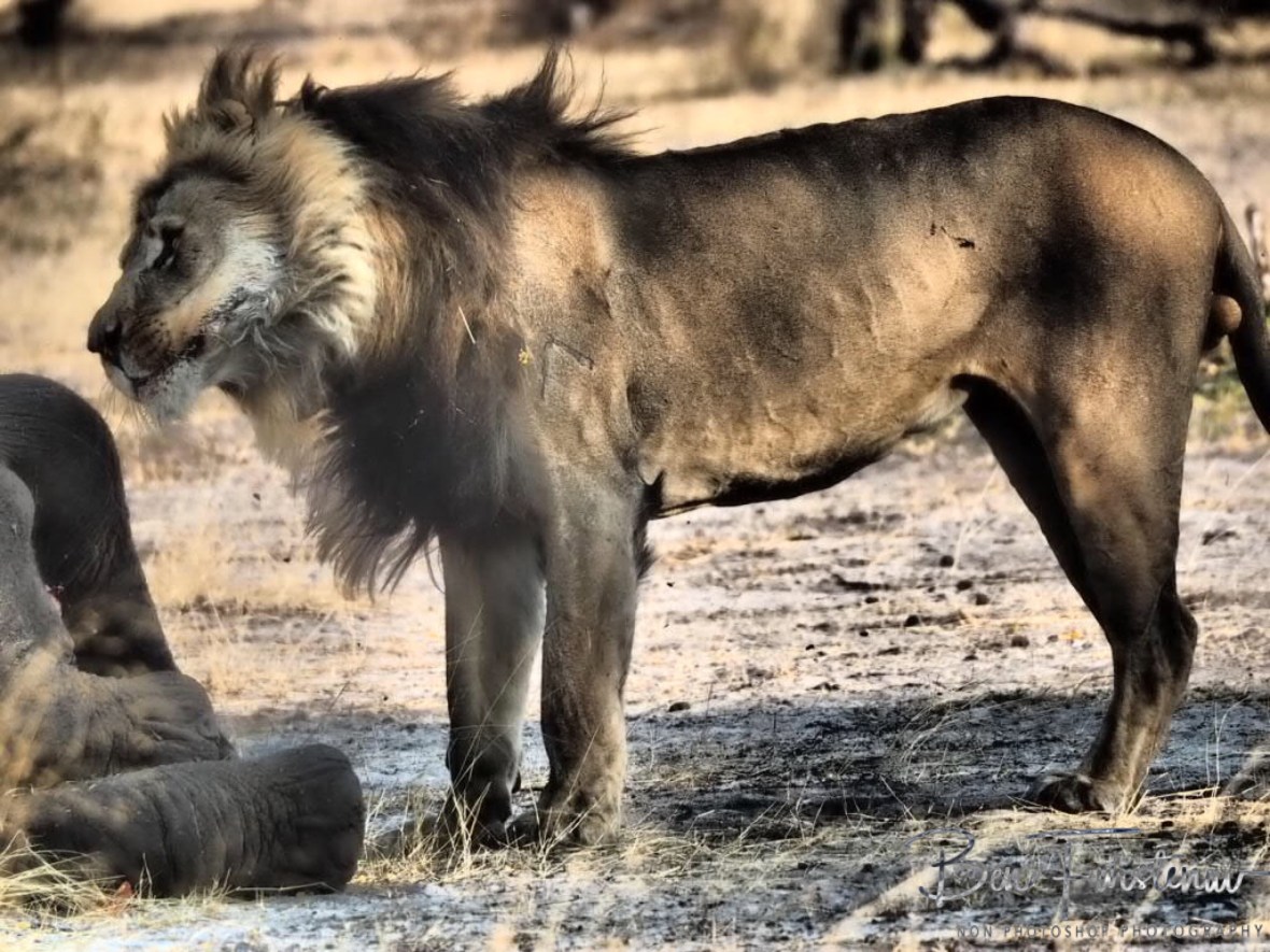 Shaking the mane, Khaudum National Park, Namibia