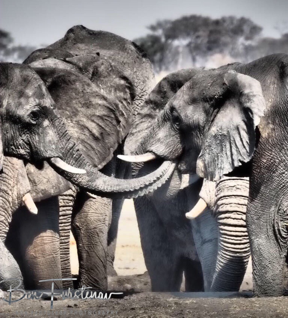 Water sharing is caring, Khaudum National Park, Namibia