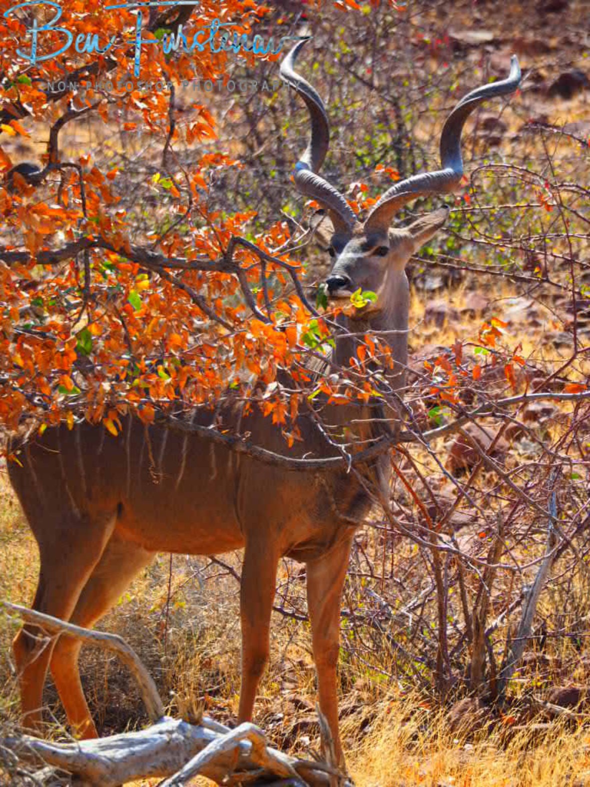 Food and shade in one, Groote Berge, Kaokoveld, Namibia