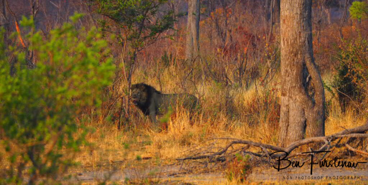 One last warning look, Khaudum National Park, Namibia