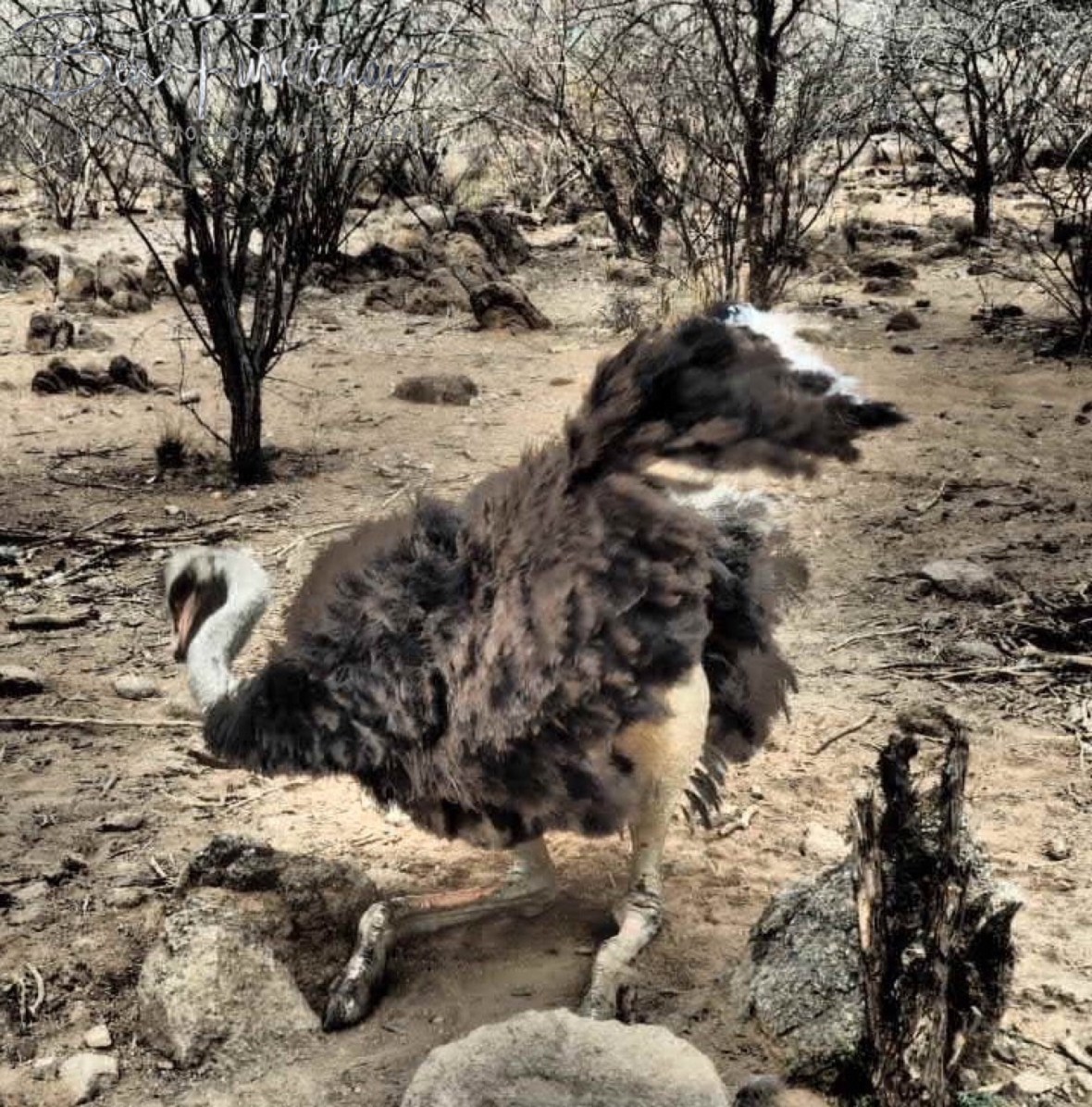 Shake it, shake it!, Oppi Koppi, Kamanjab, Namibia 