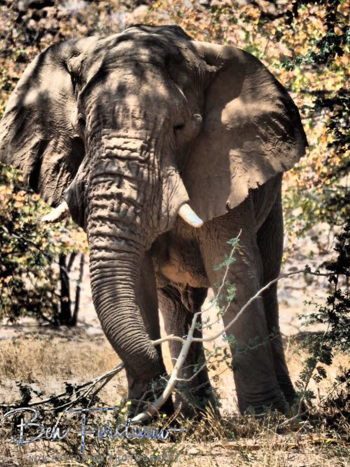 Stumpy in appearance, Damaraland, Namibia