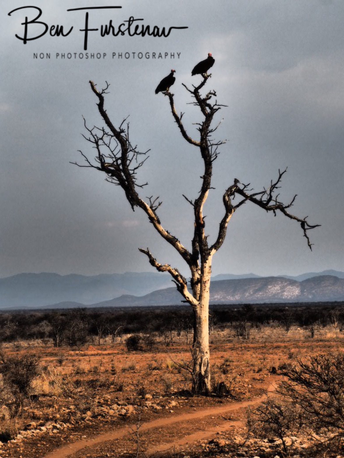 Arid scene, Sophienhof, Outjo, Namibia