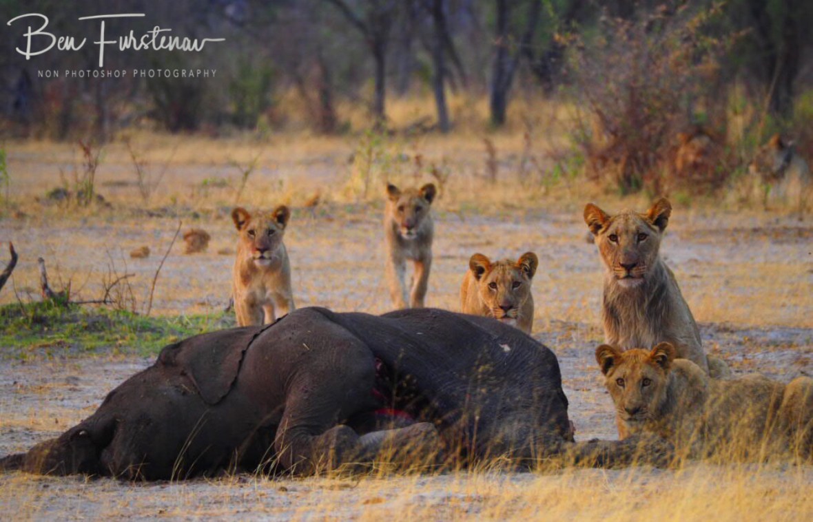 Everyone is looking at me!, Khaudum National Park, Namibia