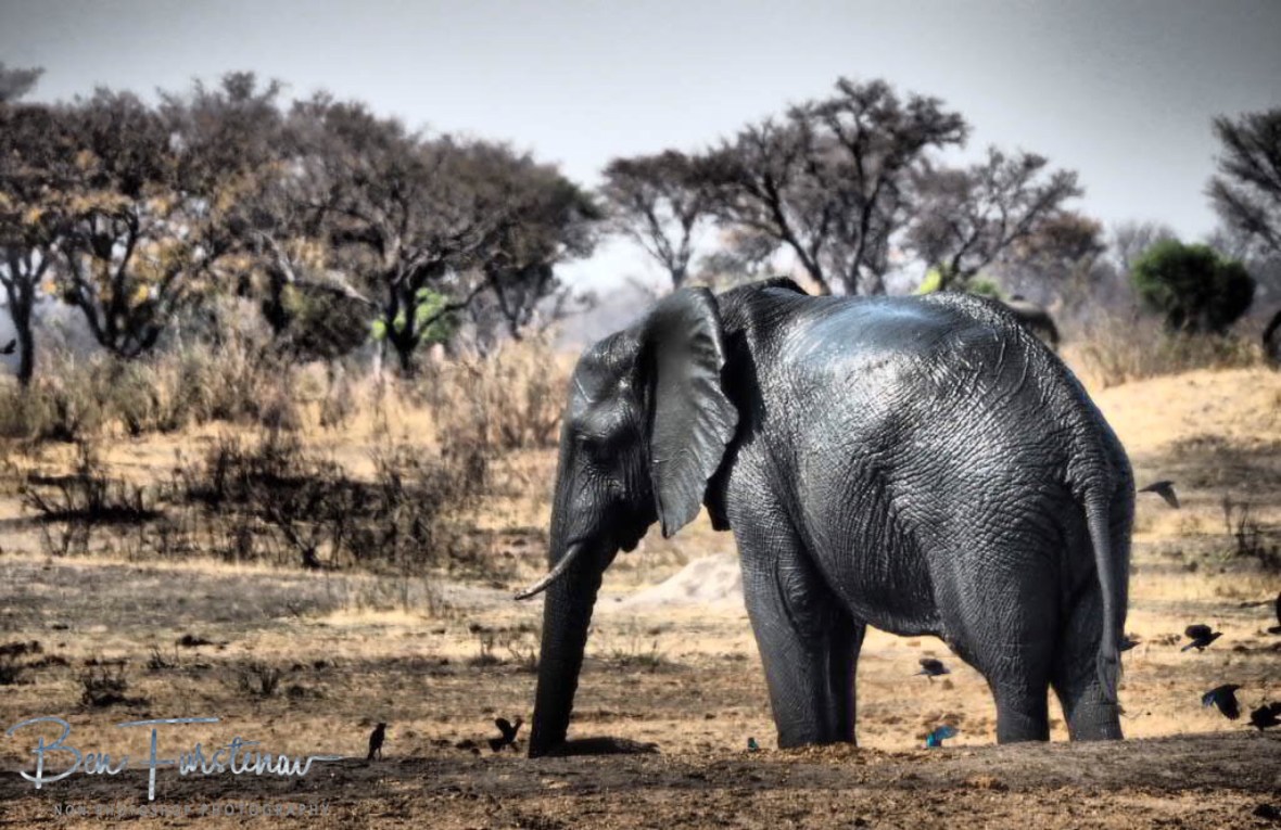 Deeply saddened, Khaudum National Park, Namibia
