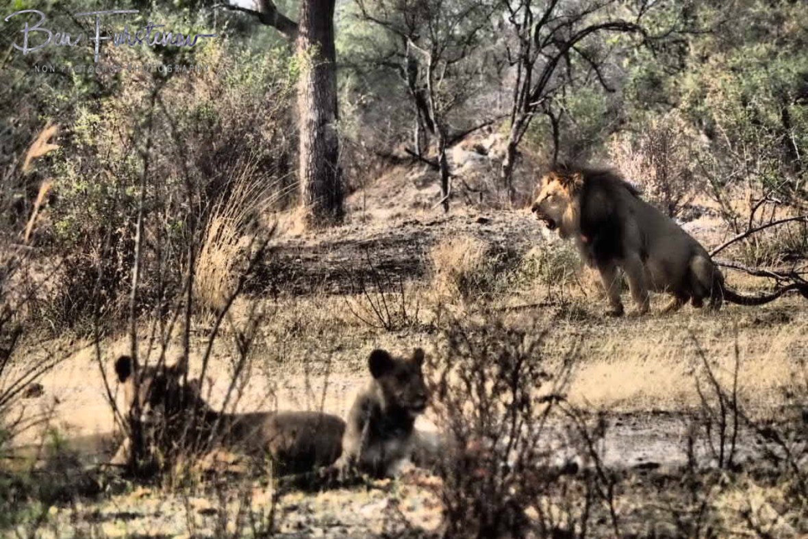 Marking his kingdom, Khaudum National Park, Namibia