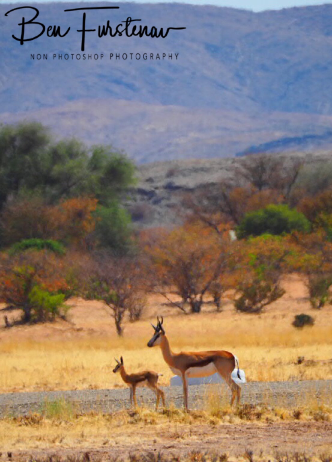 Young springbok calve and mother using airstrip, Brandberg, Brandberg Mountains