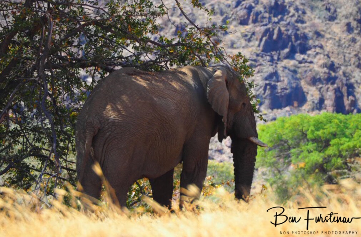 Movement behind the bush, Damaraland, Namibia