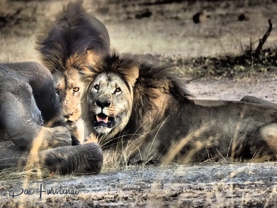 Keeping a good eye out whilst having dinner, Khaudum National Park, Namibia