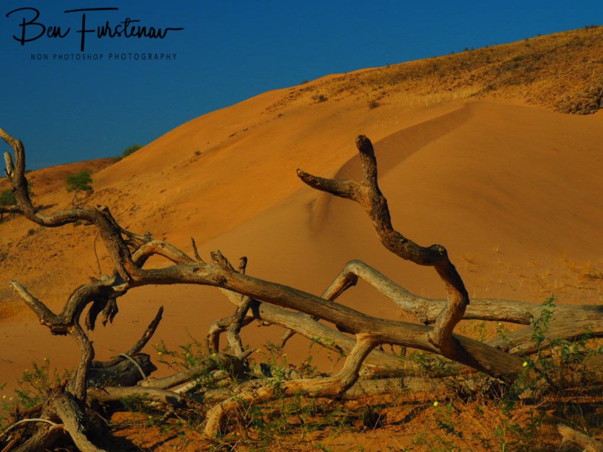 Sand dune formation, Damaraland, Namibia