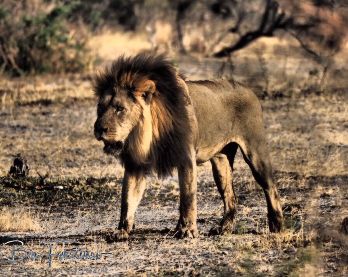 Coming out of the dark, Khaudum National Park, Namibia