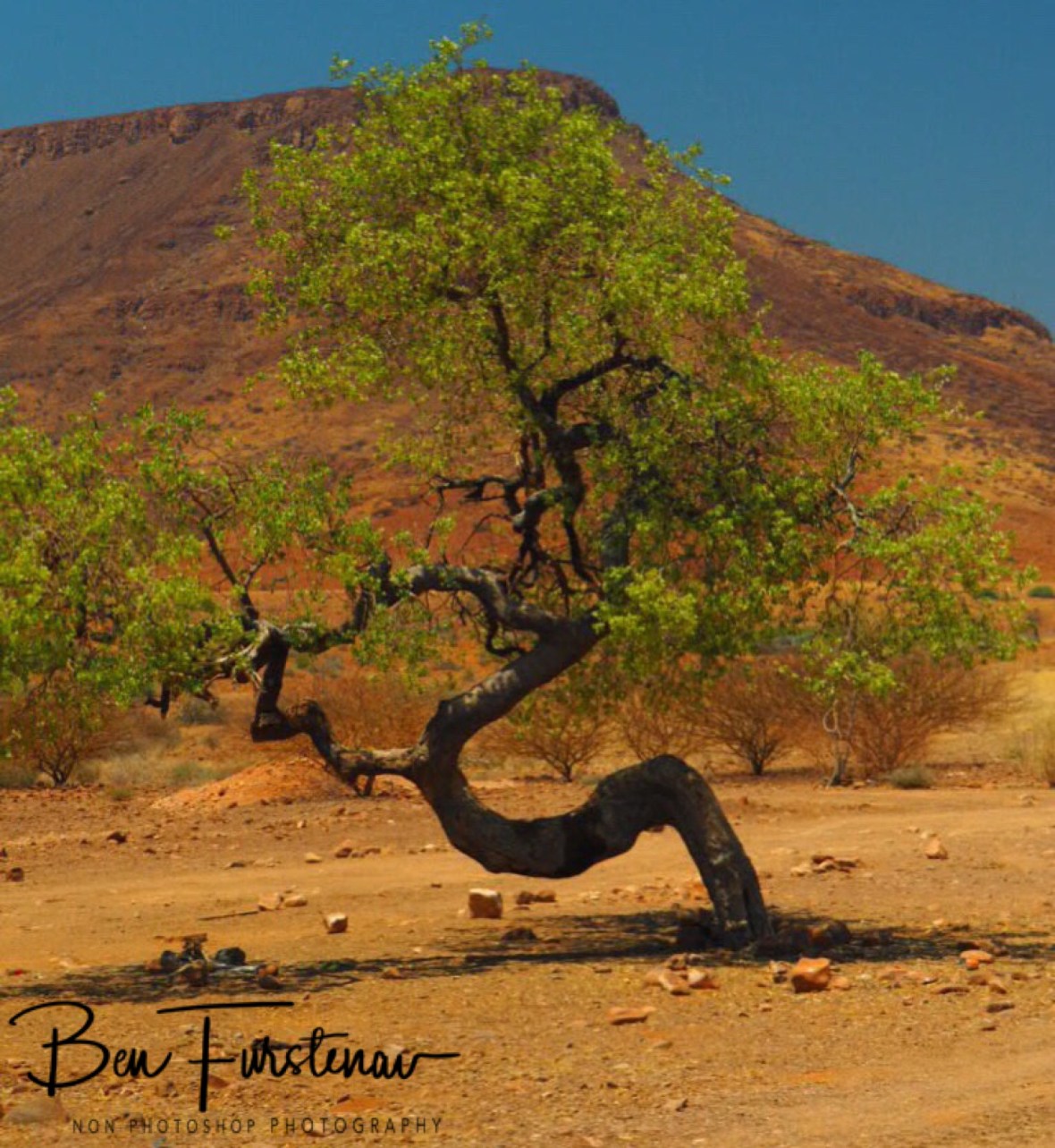 Swirly tree, Groote Berge, Kaokoveld, Namibia