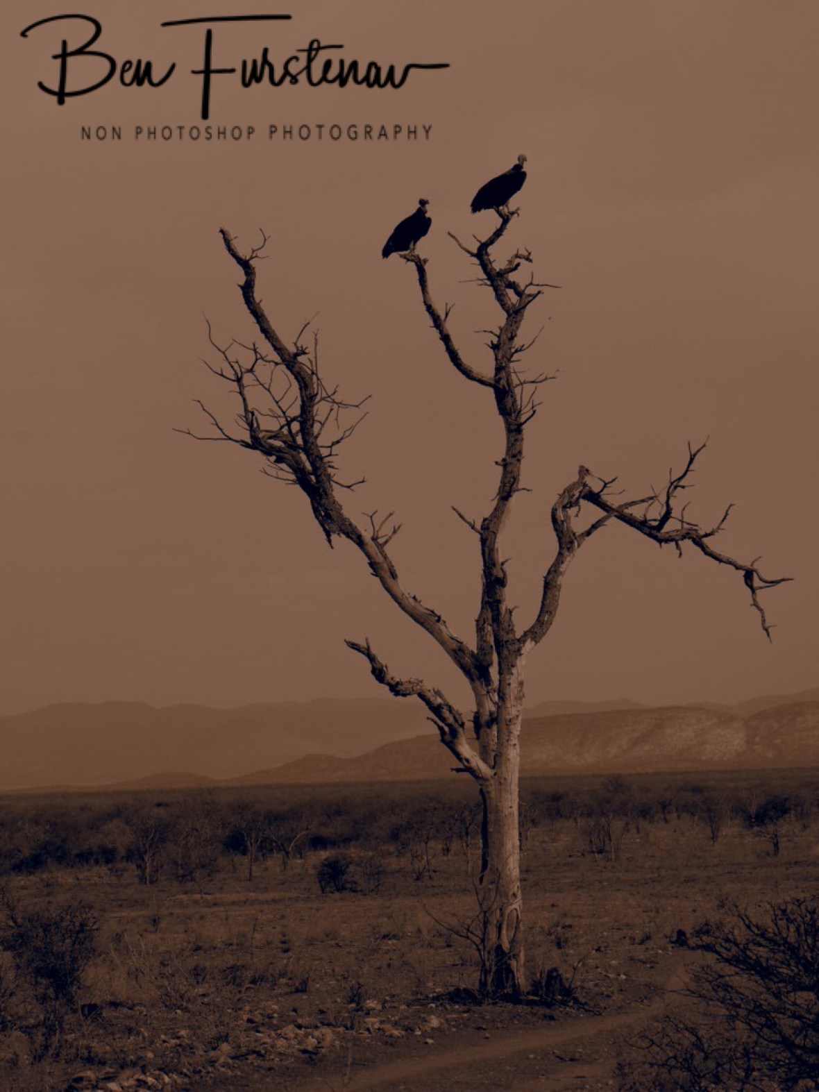 Arid desert land, Sophienhof, Outjo, Namibia