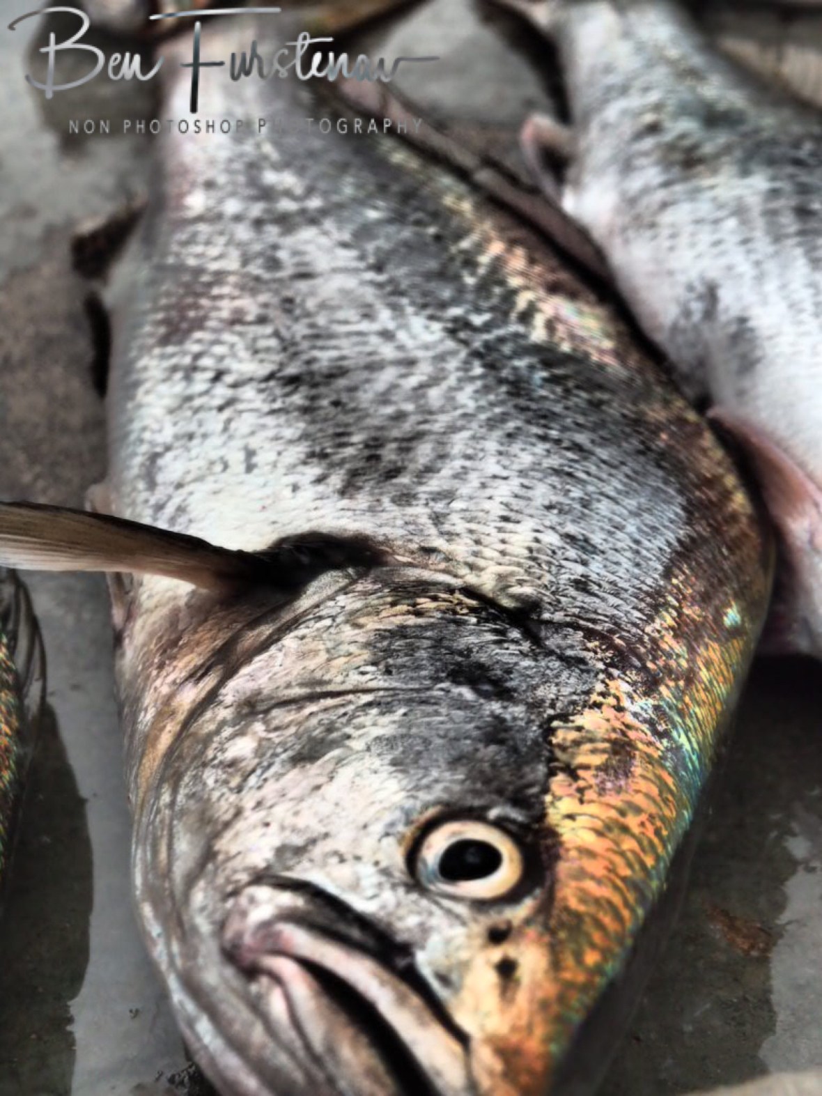 African salmon, or Kabeljau, Henties Bay, Namibia
