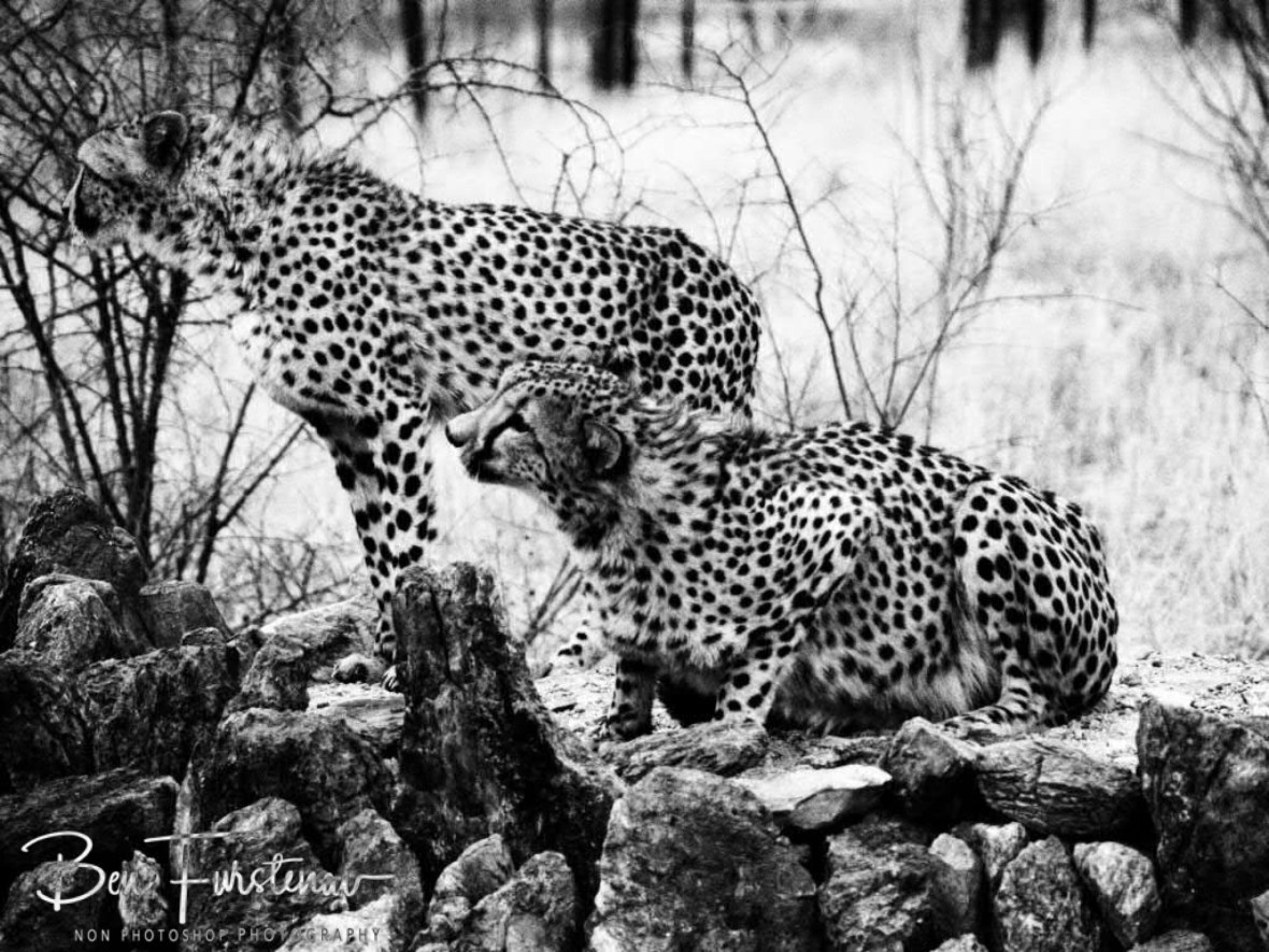 Shy cheetah brothers, Sophienhof, Outjo, Namibia 