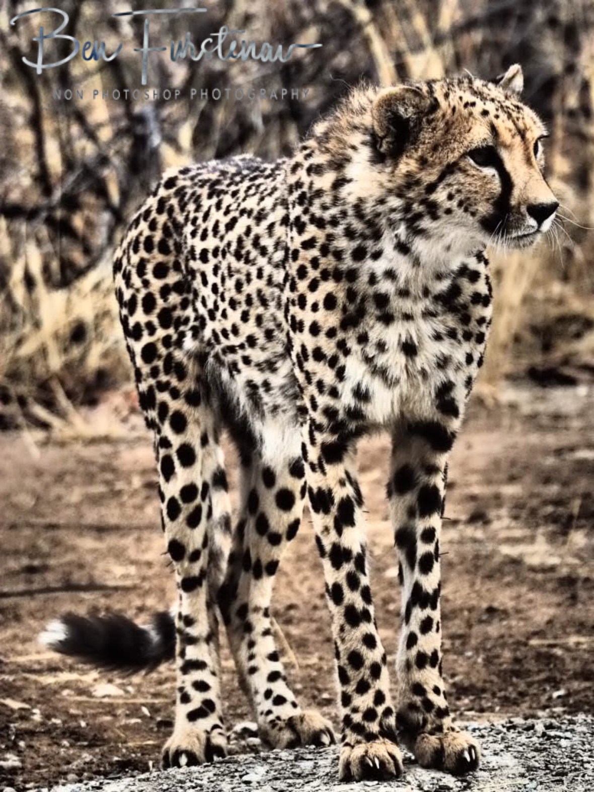 Graceful cheetah, Sophienhof, Outjo, Namibia