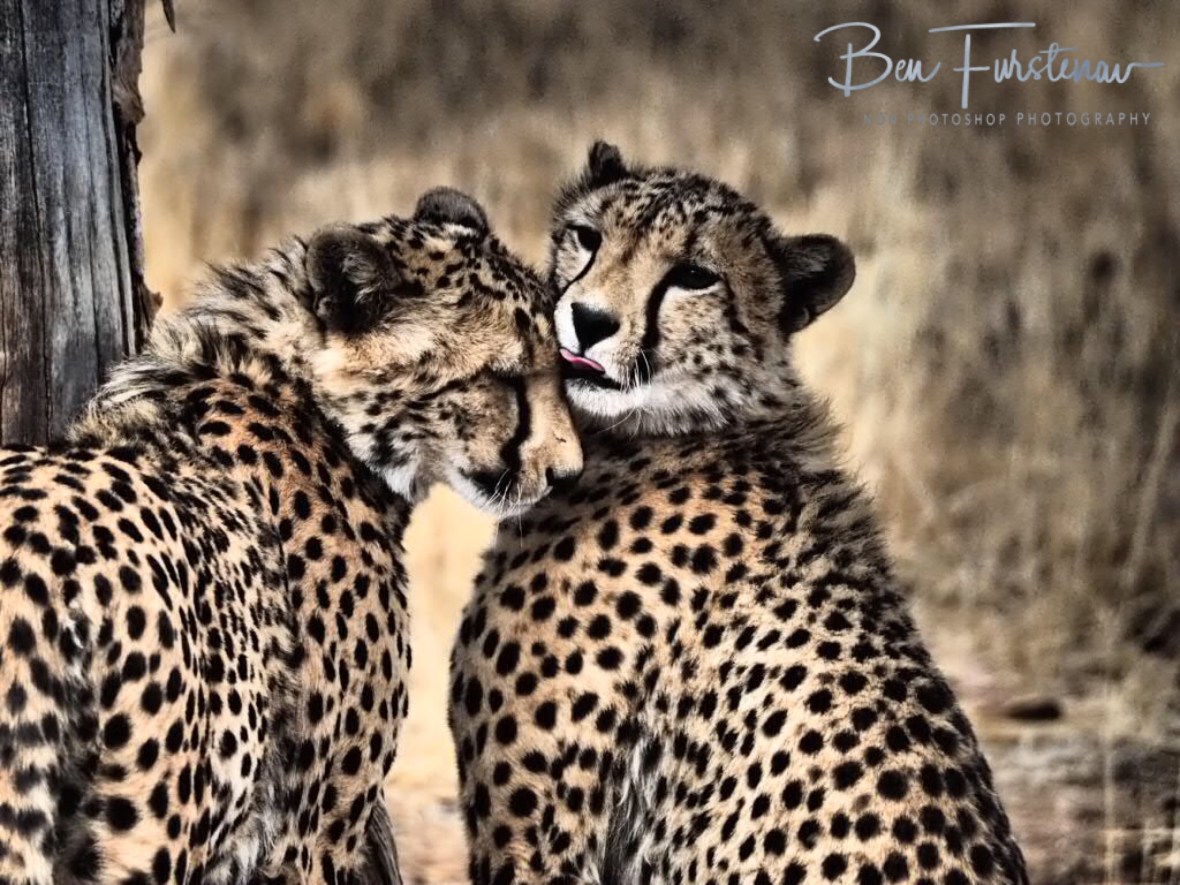 Brothers in paws, Sophienhof, Outjo, Namibia