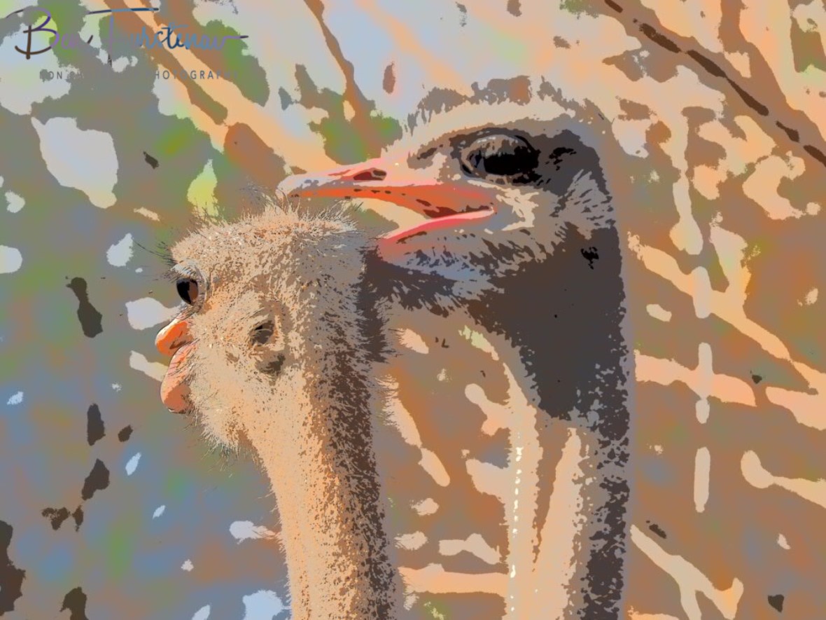 Where’s Ruby?, Oppi Koppi, Kamanjab, Namibia