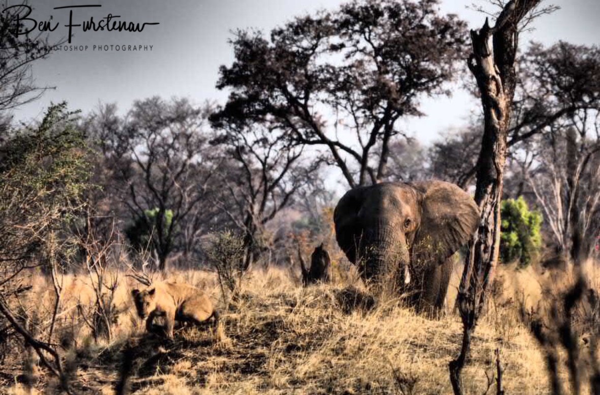 Time to go, Khaudum National Park, Namibia