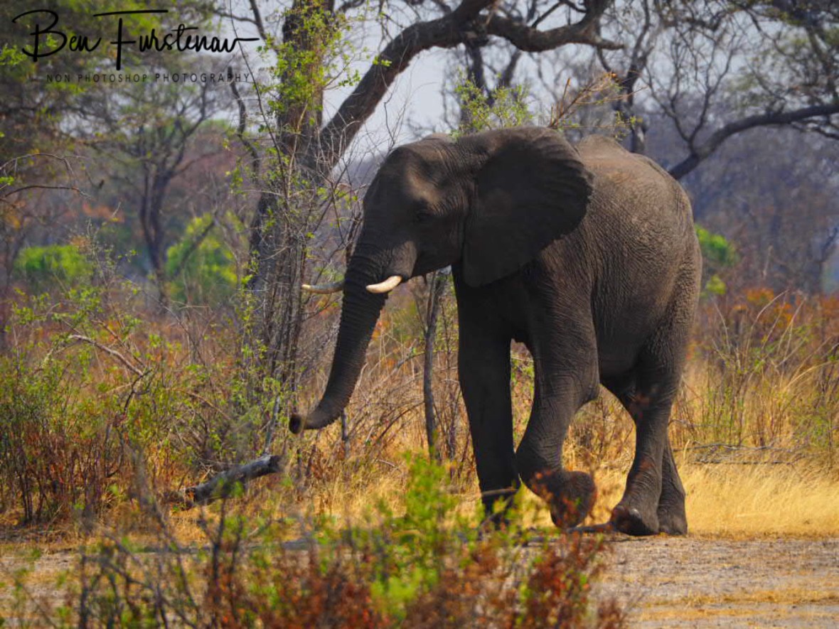 There is a strange smell in the air, Khaudum National Park, Namibia