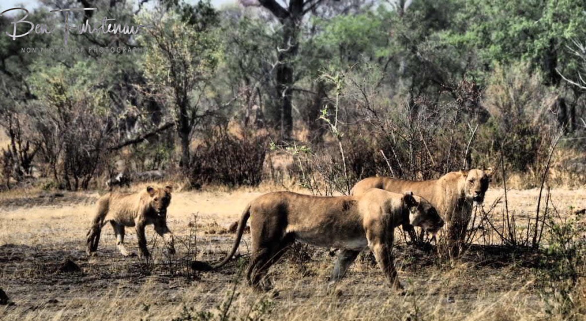 Moving on with anxious looks, Khaudum National Park, Namibia
