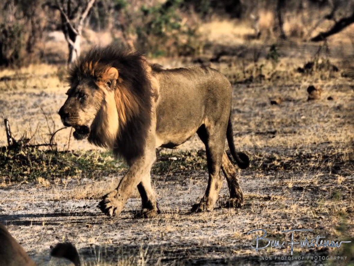 The second lion king, Khaudum National Park, Namibia
