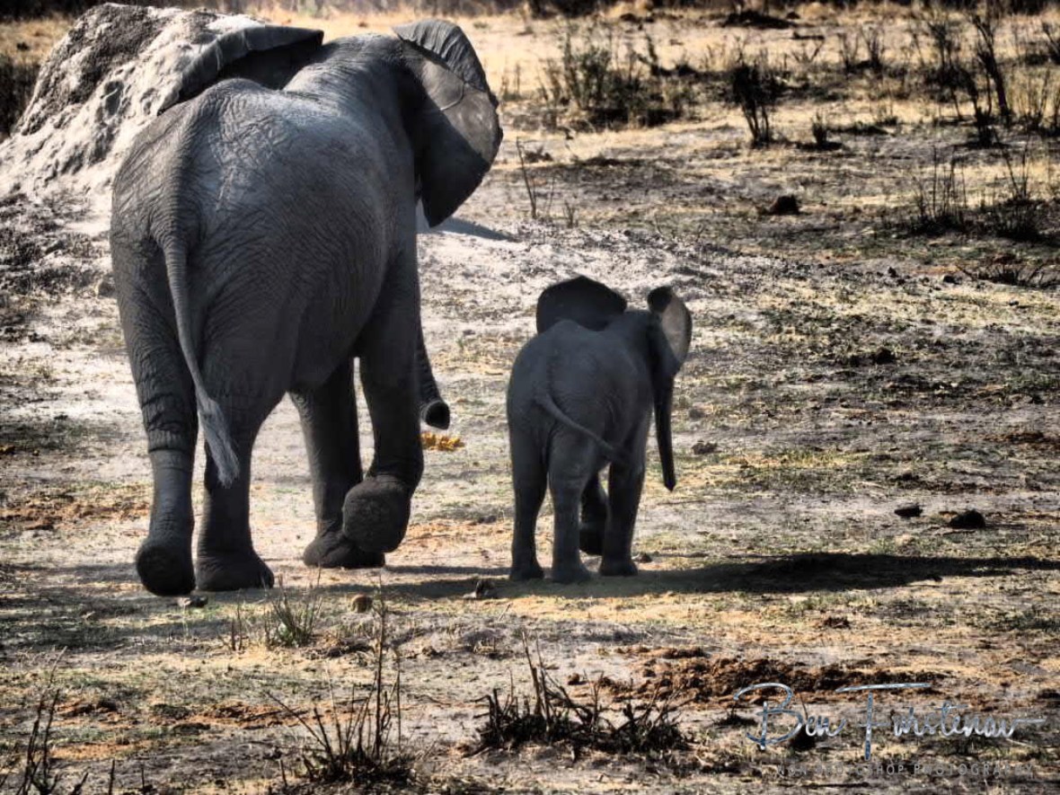 Side by side, Khaudum National Park, Namibia